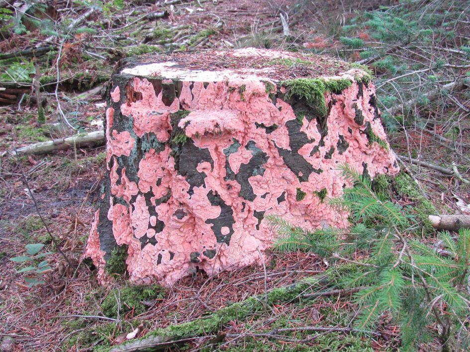 rood gekleurde zwam of schimmel
